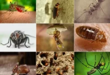 Types of Pests that Pest Control Experts Can Handle